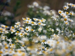 chamomile-5360418_640